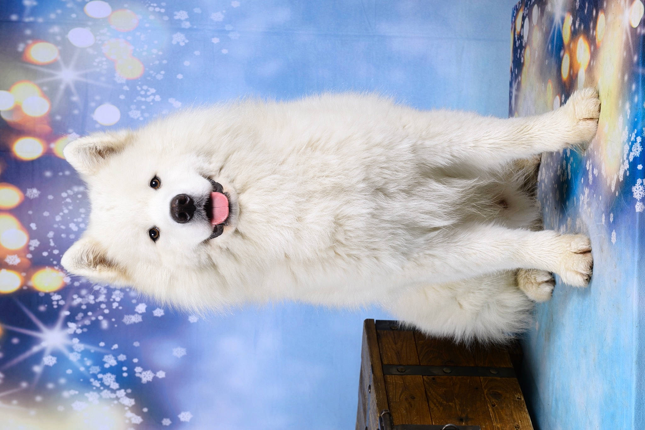 Gatsby participe au concours pour gagner de l'argent avec cette photo : art, bear, blue, canidae, carnivore, domestic_short_haired_cat, felidae, freezing, fur, paw, polar_bear, sky, small_to_medium_sized_cats, snow, tail, terrestrial_animal, whiskers, wildlife, winter, wood