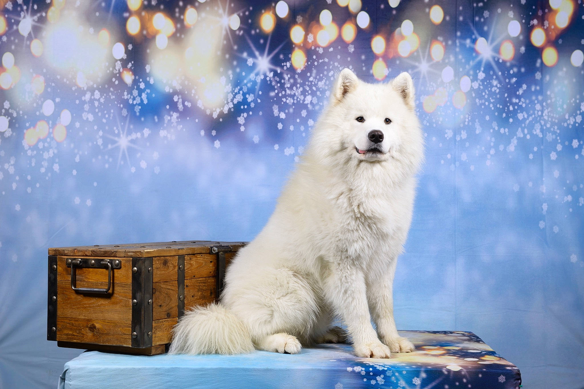 Gatsby a rejoint le concours — aidez-le/la à gagner de superbes lots ! arctic, canis, canis_lupus_tundrarum, carnivore, cloud, companion_dog, dog, dog_breed, drawer, freezing, fur, ice_cap, polar_ice_cap, sky, spitz, water, winter, wolf, wood, working_dog