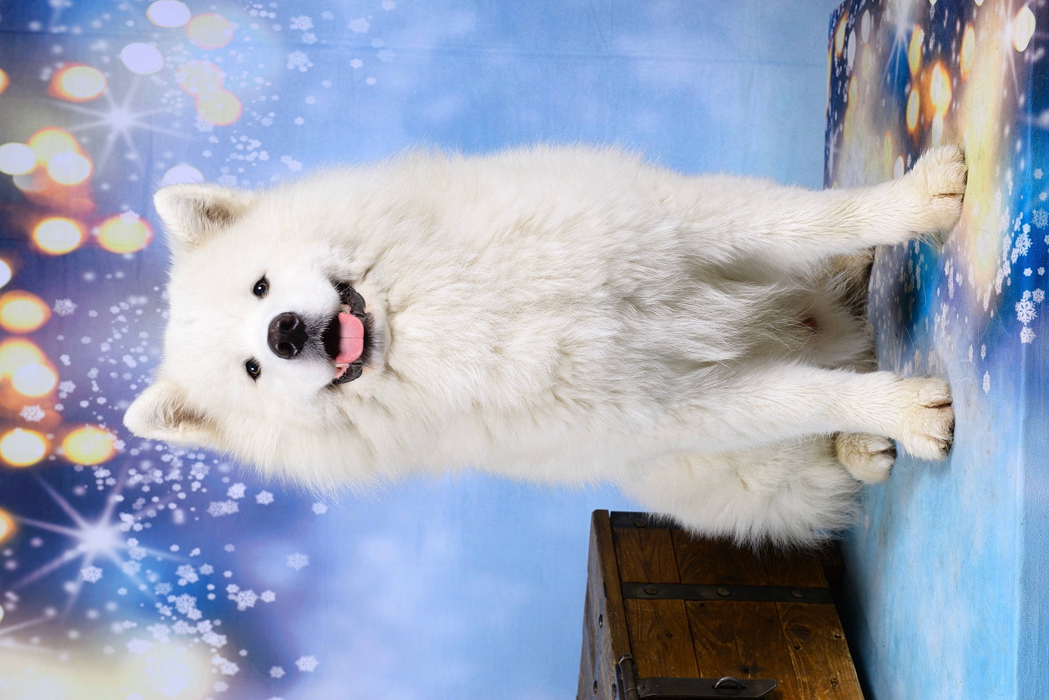 Gatsby a rejoint le concours — aidez-le/la à gagner de superbes lots ! art, blue, carnivore, cloud, collar, companion_dog, dog_breed, event, fawn, freezing, fur, polar_ice_cap, sky, snout, snow, spitz, water, whiskers, wildlife, winter