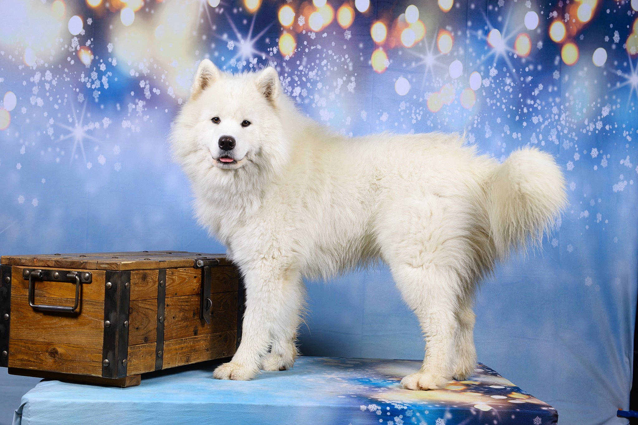 Gatsby participe au concours pour gagner de l'argent avec cette photo : ancient_dog_breeds, arctic, arctic_fox, box, canidae, carnivore, companion_dog, dog, dog_breed, electric_blue, freezing, fur, polar_ice_cap, snow, spitz, terrestrial_animal, wildlife, winter, wood, working_animal