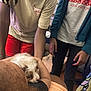 Bluey Wilson is registered to the contest to win money with this photo: arms, beige_shirt, blanket, blue_jacket, casual_clothing, child, comfort, couch, curly_hair, hands, home, indoor, louie_vuitton, person, puppy, puppy_nuzzling, red_shorts, relaxed, supreme_tee, wooden_floor