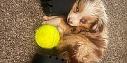 Bluey Wilson joined the competition — help win amazing prizes! animal, black_boots, boots, carpet, cozy, cute, dog, eyes, fluffy, fur, indoor, nose, paw, pet, playful, puppy, resting, tennis_ball, toy, young_dog