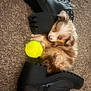 animal, black_boots, boots, carpet, cozy, cute, dog, eyes, fluffy, fur, indoor, nose, paw, pet, playful, puppy, resting, tennis_ball, toy, young_dog