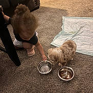 Bluey Wilson joined the competition — help win amazing prizes! brown_hair, carpet, child, couch, curly_hair, cute, dog_food, feeding, floor, furniture, home, indoor, interaction, pet, pet_bowl, playing, puppy, small_dog, toddler, young_child
