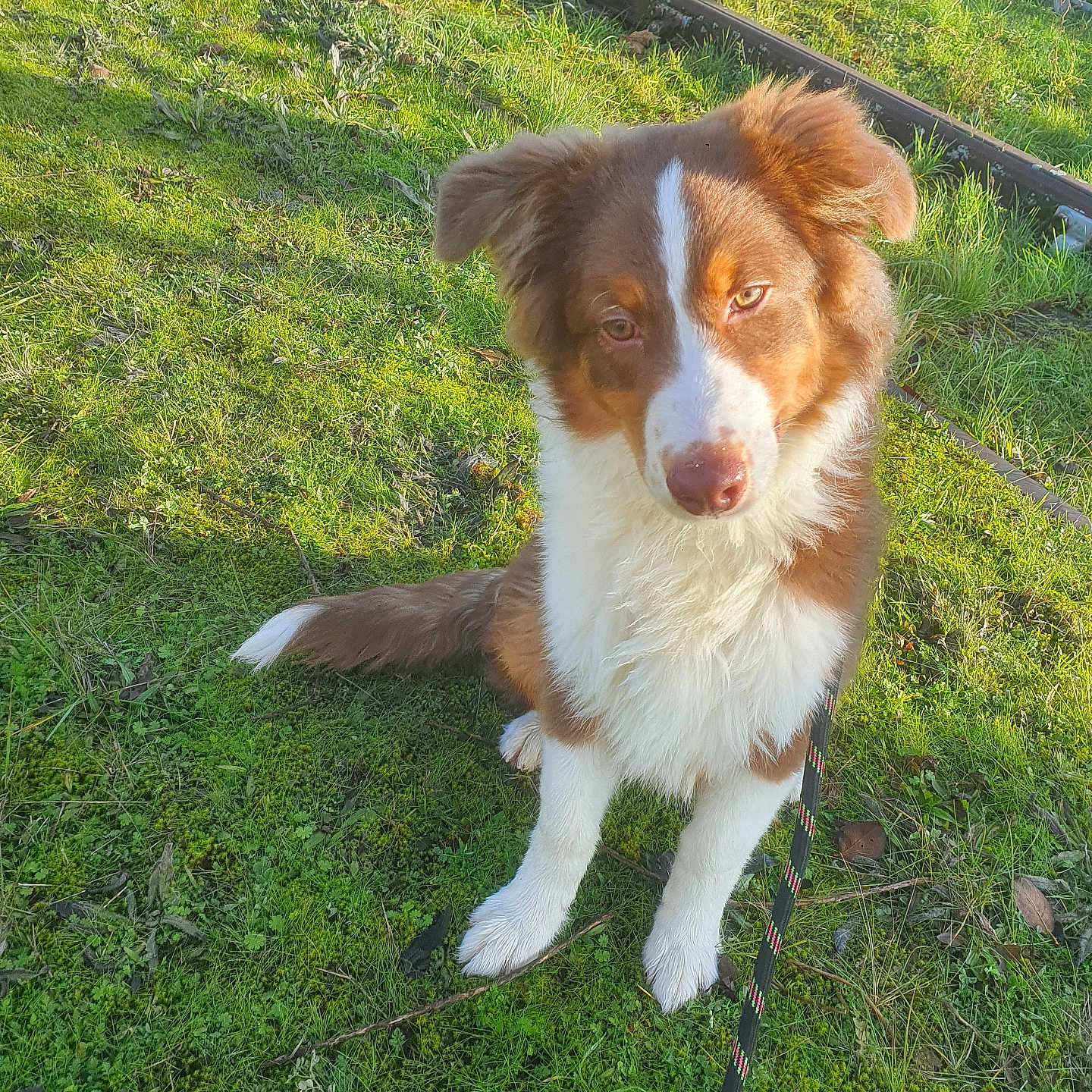 Tempett a rejoint le concours — aidez-le/la à gagner de superbes lots ! dog, puppy, brown_and_white, fluffy, sitting, outdoor, grass, railway_tracks, railroad, leash, portrait, pet, animal, canine, long_fur, white_chest, white_paws, sunlight, nature, cute