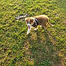 Tempett a rejoint le concours — aidez-le/la à gagner de superbes lots ! puppy, dog, brown_and_white, grass, outdoors, leash, harness, tongue_out, standing, animal, pet, sunlight, lawn, nature, playful, fluffy, portrait, walking, greenery, daylight