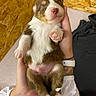 Tempett participe au concours pour gagner de l'argent avec cette photo : puppy, dog, newborn, sleeping, small, furry, brown_and_white, pink_nose, pink_paws, belly, close_up, portrait, hand, person, tattoo, bracelet, wood_background, indoor, cute, animal
