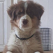 Tempett participe au concours pour gagner de l'argent avec cette photo : puppy, dog, fluffy, brown_and_white, sitting, portrait, pet, canine, collar, indoors, home, door, crate, floor, fur, cute, looking_at_camera, front_view, animal, companion