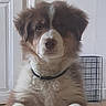 puppy, dog, fluffy, brown_and_white, sitting, portrait, pet, canine, collar, indoors, home, door, crate, floor, fur, cute, looking_at_camera, front_view, animal, companion