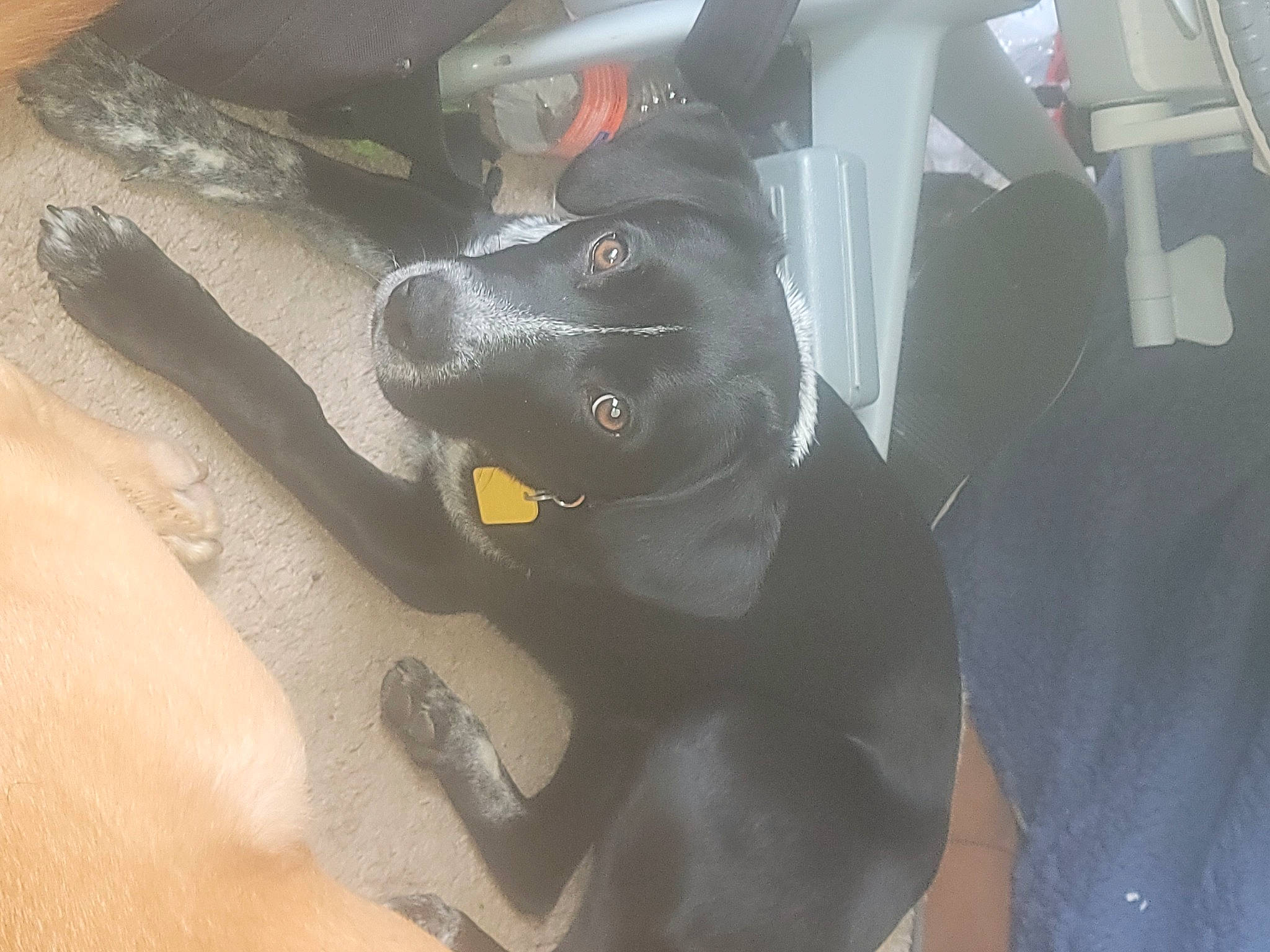 Feliz joined the competition — help win amazing prizes! canidae, car, car_seat, carnivore, collar, companion_dog, dog, dog_breed, dog_collar, fawn, grey, guard_dog, non_sporting_group, snout, sporting_group, vehicle, vehicle_door, windshield, working_animal, working_dog