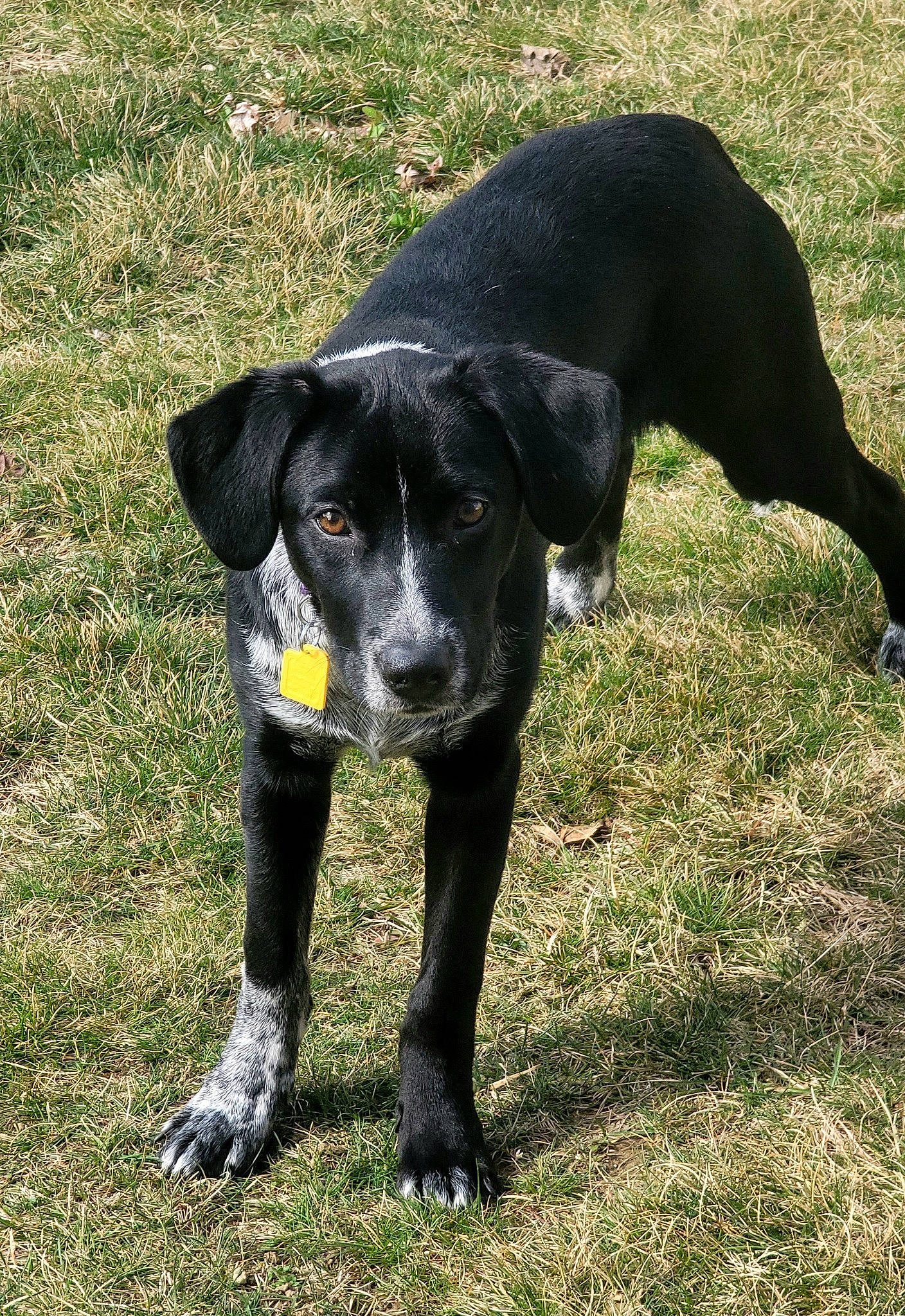 Feliz is registered to the contest to win money with this photo: borador, canidae, carnivore, collar, companion_dog, dog, dog_breed, grass, guard_dog, hunting_dog, non_sporting_group, personal_protective_equipment, plant, retriever, snout, sporting_group, tail, terrestrial_animal, working_animal, working_dog