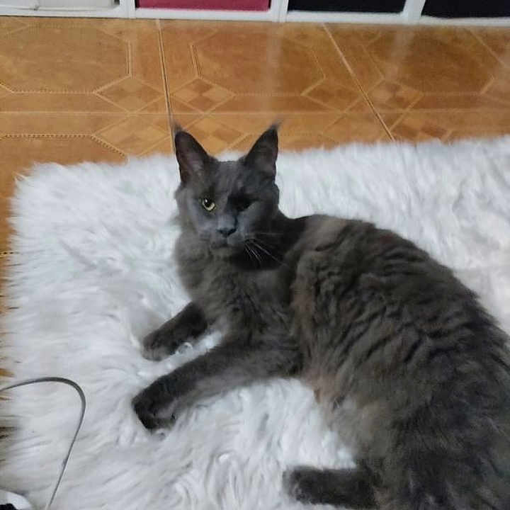 Sila