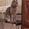 cat, gray_cat, fluffy, long_tail, table, birdcage, bird_toys, wooden_cabinet, furniture, indoor, pet, animal, domestic, curious, sitting, looking_away, side_view, home, decor, quiet