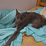 Sila a rejoint le concours — aidez-le/la à gagner de superbes lots ! cat, gray_cat, bed, blue_sheet, yellow_blanket, furniture, indoor, pet, animal, resting, stretching, feline, cute, cozy, home, relaxed, sleepy, paw, fur, mammal