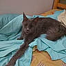 cat, gray_cat, bed, blue_sheet, yellow_blanket, furniture, indoor, pet, animal, resting, stretching, feline, cute, cozy, home, relaxed, sleepy, paw, fur, mammal