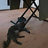 cat, gray_cat, floor, wooden_floor, dining_table, chairs, stacked_chairs, kitchen, indoor, home, furniture, pet, animal, relaxed, laying_down, fluffy, domestic_cat, flooring, household, interior