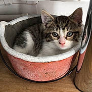 Titi a rejoint le concours — aidez-le/la à gagner de superbes lots ! kitten, cat, tabby, pot, terracotta_pot, wooden_floor, indoor, pet, animal, cute, small, curious, feline, young, resting, cozy, domestic, fur, whiskers, ears