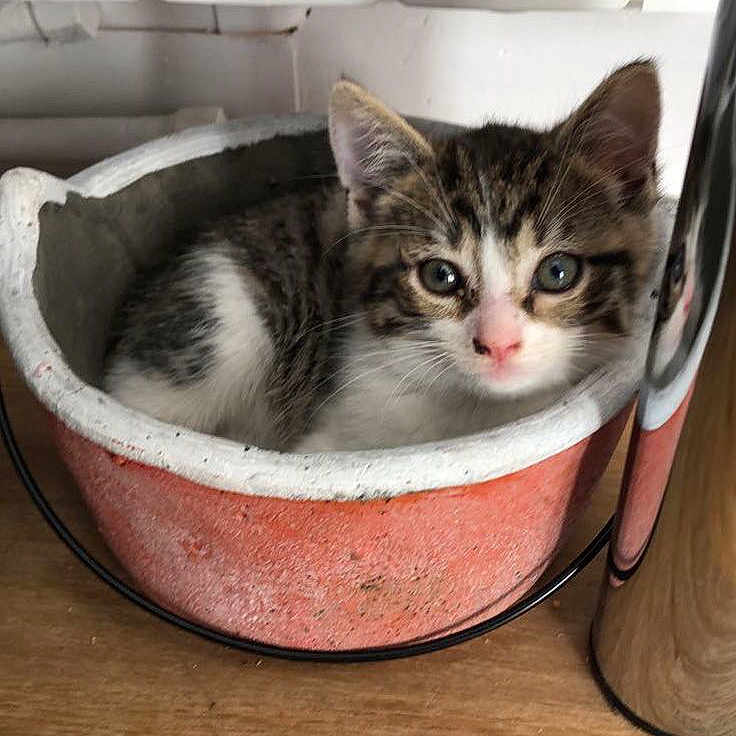 Titi a rejoint le concours — aidez-le/la à gagner de superbes lots ! animal, cat, cozy, curious, cute, domestic, ears, feline, fur, indoor, kitten, pet, pot, resting, small, tabby, terracotta_pot, whiskers, wooden_floor, young