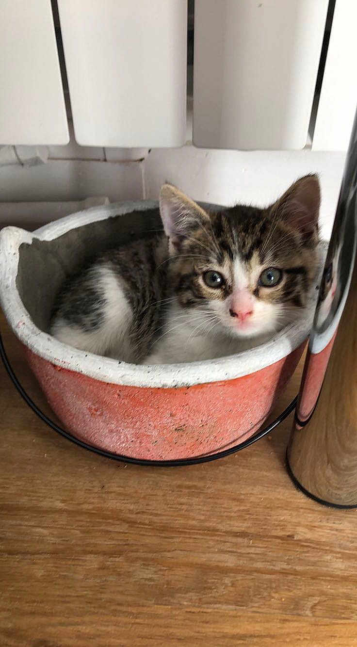 Titi