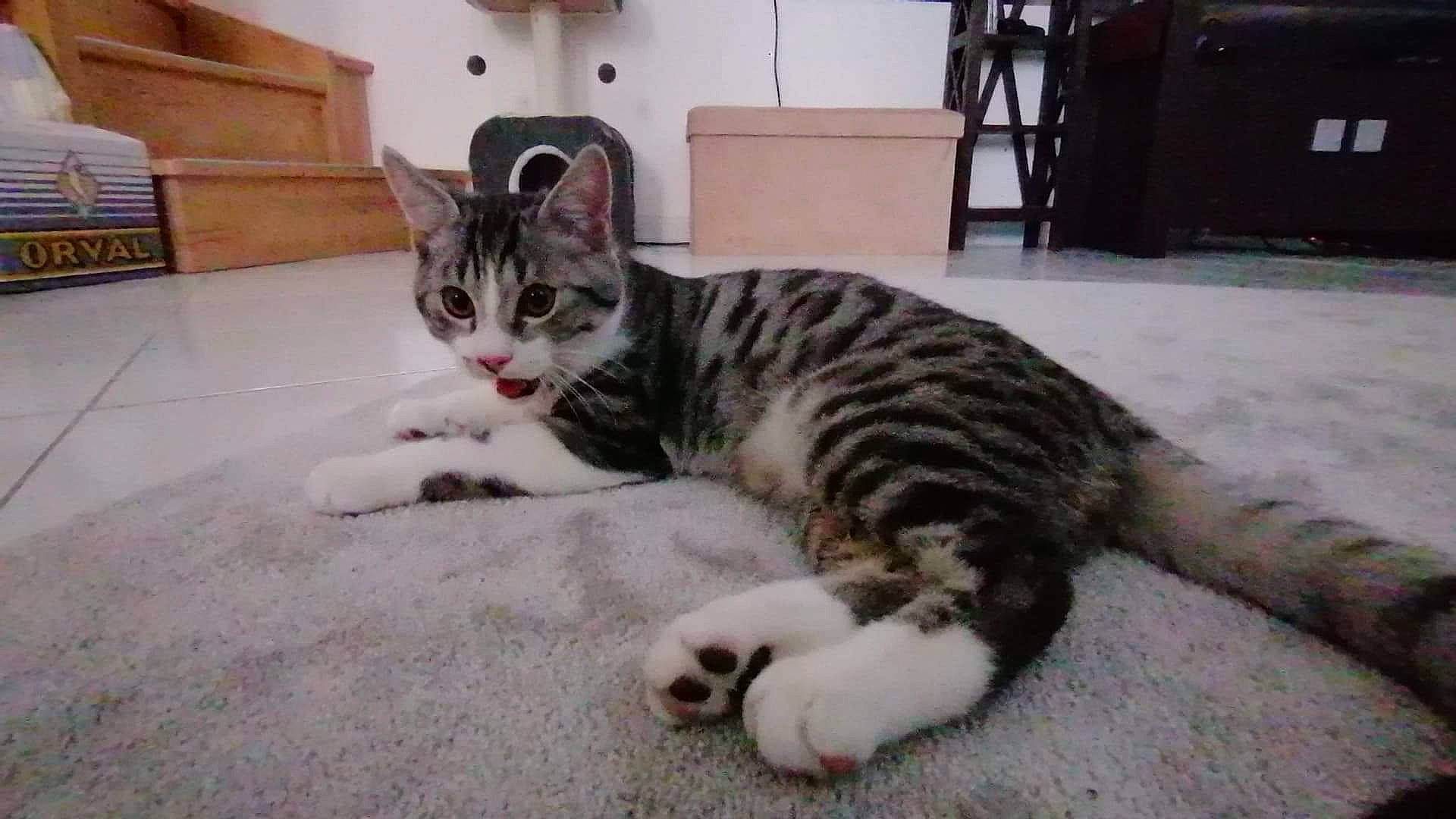 Mew participe au concours pour gagner de l'argent avec cette photo : carnivore, cat, chair, chest_of_drawers, claw, comfort, domestic_short_haired_cat, felidae, flooring, fur, paw, room, small_to_medium_sized_cats, snout, tail, terrestrial_animal, whiskers