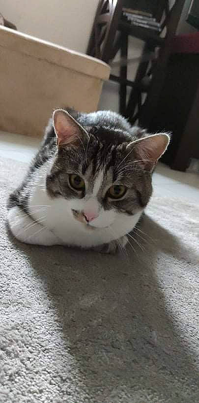 Mew a rejoint le concours — aidez-le/la à gagner de superbes lots ! carnivore, cat, domestic_short_haired_cat, door, felidae, flooring, fur, grey, monochrome_photography, paw, road_surface, small_to_medium_sized_cats, snout, tail, terrestrial_animal, tree, whiskers, window