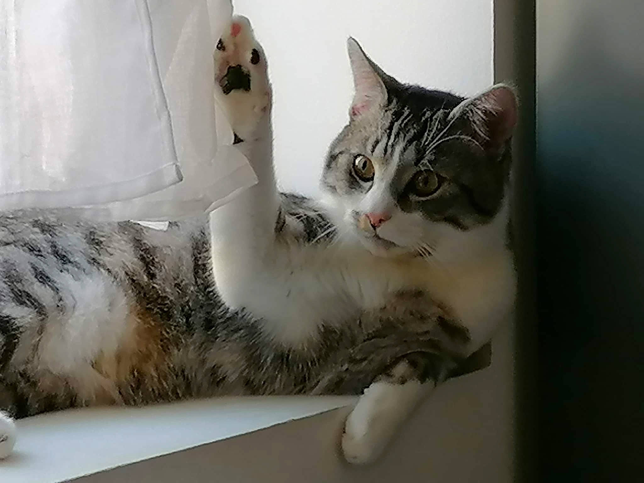 Mew a rejoint le concours — aidez-le/la à gagner de superbes lots ! carnivore, cat, cat_furniture, cat_supply, comfort, domestic_short_haired_cat, felidae, fur, grey, paw, pet_supply, room, small_to_medium_sized_cats, snout, tail, terrestrial_animal, whiskers