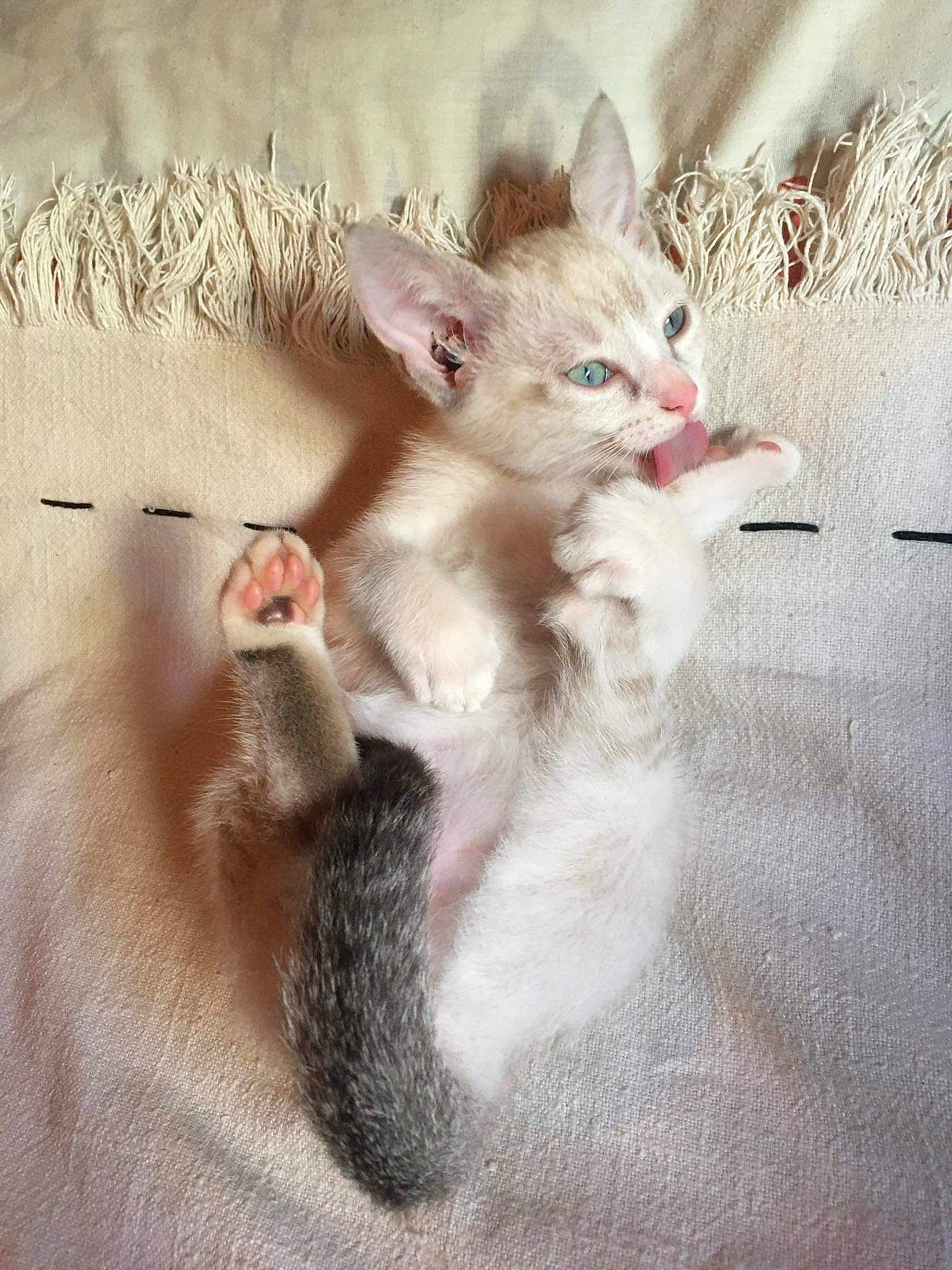 Lixy a rejoint le concours — aidez-le/la à gagner de superbes lots ! carnivore, cat, claw, comfort, domestic_short_haired_cat, fawn, felidae, fur, gesture, paw, small_to_medium_sized_cats, snout, tail, terrestrial_animal, whiskers