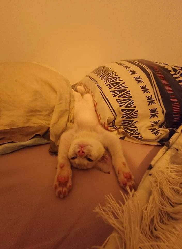 Lixy a rejoint le concours — aidez-le/la à gagner de superbes lots ! abdomen, comfort, companion_dog, fashion_accessory, feather, floor, flooring, fur, grass, headgear, human_leg, linens, pattern, room, textile, thread, wood, wool, woolen, woven_fabric