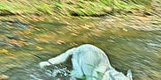 Moon joined the competition — help win amazing prizes! dog, water, creek, forest, nature, animal, outdoor, motion_blur, white_dog, splashing, leash, grass, river, canine, running, stream, wildlife, summer, fast, playful