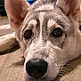 Moon is registered to the contest to win money with this photo: dog, close_up, lying_down, floor, wooden_floor, indoor, pet, canine, face, ears, whiskers, nose, fur, brown, white, eye_contact, calm, relaxed, domestic_animal, companion