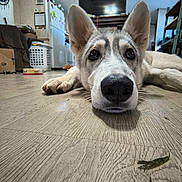 Moon is registered to the contest to win money with this photo: dog, close_up, lying_down, floor, wooden_floor, indoor, child, couch, living_room, pet, animal, nose, ears, curious, home, background, furniture, shrimp, crustacean, blurred_background