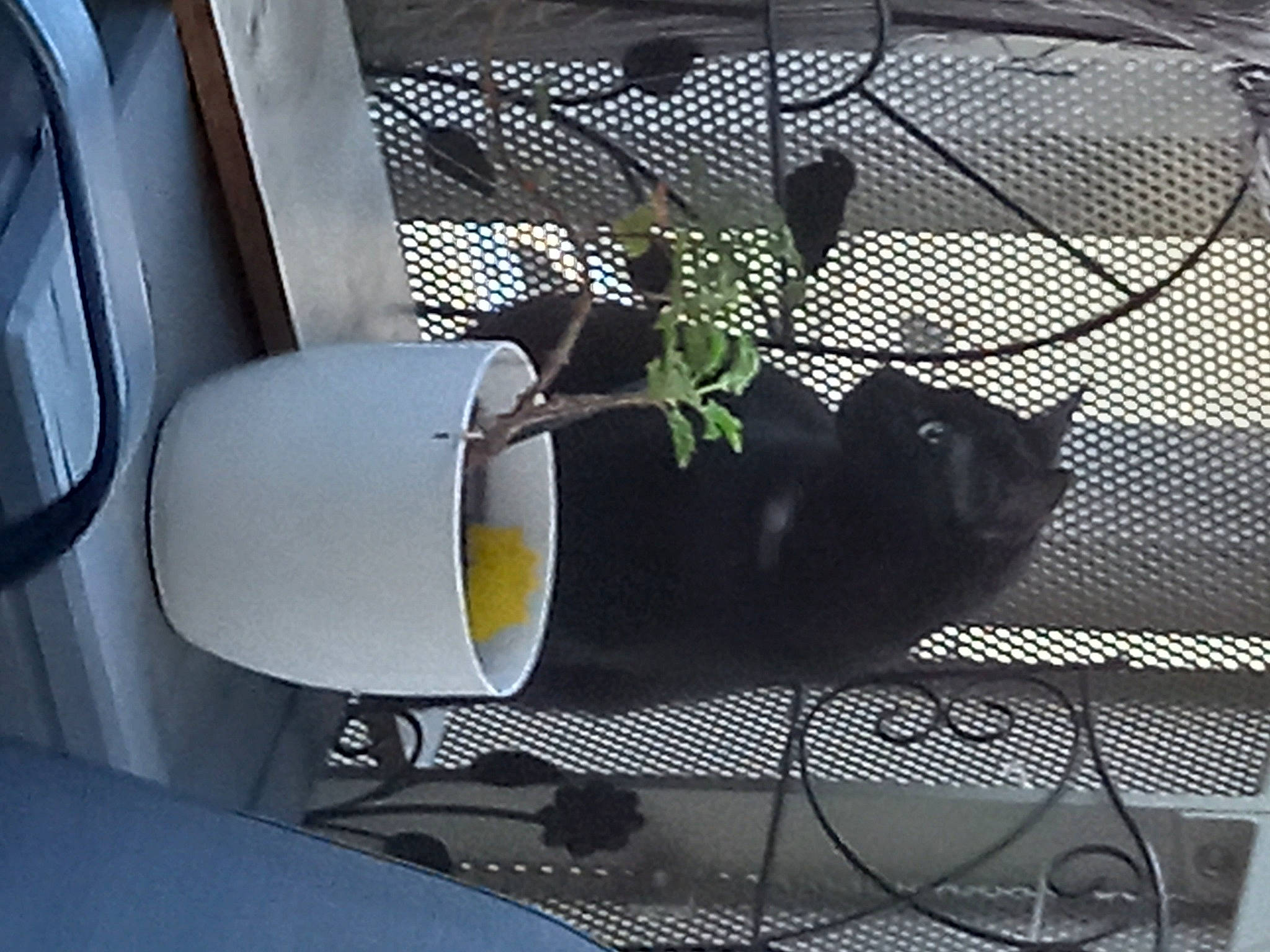 Grim a rejoint le concours — aidez-le/la à gagner de superbes lots ! automotive_exterior, automotive_lighting, bag, carnivore, cat, felidae, flowerpot, glass, houseplant, mesh, metal, pet_supply, plant, small_to_medium_sized_cats, tail, tints_and_shades, vehicle, vehicle_door, window, windshield