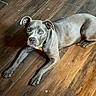 dog, canine, pet, gray_fur, indoor, wooden_floor, laying_down, looking_at_camera, animal, mammal, ears, paws, flooring, domestic_animal, resting, alert, house, fur, expression, companion