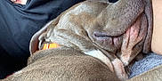 Zeus joined the competition — help win amazing prizes! animal, arm, black_shirt, calm, close_up, collar, comfort, companion, cozy, dog, friendship, fur, indoor, necklace, person, pet, relaxation, resting, sleeping, snuggle