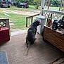 Zeus is registered to the contest to win money with this photo: dog, porch, rug, grass, trees, car, truck, house, outdoor, fence, wood, trash_can, bottle, toolbox, quiet, rural, nature, daylight, pet, collar