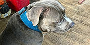 Zeus is registered to the contest to win money with this photo: dog, blue_collar, gray_dog, wooden_floor, workshop, garage, tools, generator, red_gas_container, sitting, pet, animal, indoors, floor, equipment, paw, side_view, calm, domestic_animal, quiet