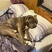 Zeus is registered to the contest to win money with this photo: dog, bed, pillow, blanket, sleeping, gray_dog, indoor, wooden_wall, striped_bedding, can, snacks, furniture, resting, pet, collar, cozy, relaxing, domestic, room, comfort