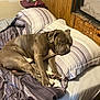 dog, bed, pillow, blanket, sleeping, gray_dog, indoor, wooden_wall, striped_bedding, can, snacks, furniture, resting, pet, collar, cozy, relaxing, domestic, room, comfort