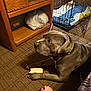 Zeus is registered to the contest to win money with this photo: dog, gray_dog, bone, carpet, wooden_nightstand, plastic_bag, dog_crate, blanket, foot, indoor, pet, paw, collar, furniture, floor, resting, side_view, brown, animal, domestic