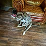 dog, leather_couch, wood_floor, slippers, vacuum_cleaner, indoor, pet, brown, gray, furniture, flooring, collar, relaxed, seated, home, cozy, quiet, domestic, living_room, resting