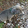 puppy, dog, gray_dog, young_dog, collar, outdoor, grass, rocks, soil, pet, animal, cute, sitting, side_view, nature, small_dog, fur, canine, young_animal, adorable