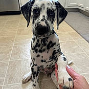 Moose joined the competition — help win amazing prizes! dalmatian, puppy, dog, paw, human_hand, kitchen, tile_floor, black_spots, white_fur, pet, animal, indoor, cute, young_dog, sitting, looking_at_camera, domestic, friendly, companion, pet_care
