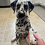 dalmatian, puppy, dog, paw, human_hand, kitchen, tile_floor, black_spots, white_fur, pet, animal, indoor, cute, young_dog, sitting, looking_at_camera, domestic, friendly, companion, pet_care