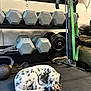 puppy, dog, sleeping, gym, dumbbells, resistance_bands, floor_mat, weights, exercise_equipment, indoor, black_and_white, resting, pet, spot_pattern, canine, home_gym, quiet, training, fitness, relaxation