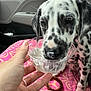 dalmatian, puppy, dog, ice_cream, plastic_cup, hand, car_interior, blanket, pink, pattern, pet, cute, licking, animal, young_dog, spotted, close_up, food, sitting, domestic_animal