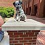 puppy, dog, spotted, brick, pedestal, outdoor, building, window, greenery, shrub, sidewalk, person, arm, sunlight, happy, tongue_out, sitting, cute, animal, pet