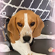 Taiga a rejoint le concours — aidez-le/la à gagner de superbes lots ! dog, beagle, pet, indoor, couch, pillow, harness, strap, portrait, resting, brown_fur, white_fur, nose, eyes, ears, paw, sparkle_filter, heart_overlay, patterned_pillow, toy