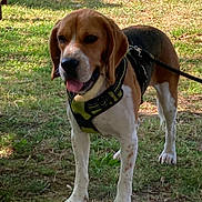 Toopac a rejoint le concours — aidez-le/la à gagner de superbes lots ! dog, beagle, pet, harness, leash, grass, outdoor, park, tongue, ears, paws, snout, brown_fur, white_fur, standing, shadow, sunlight, collar, attentive, closeup