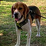dog, beagle, pet, harness, leash, grass, outdoor, park, tongue, ears, paws, snout, brown_fur, white_fur, standing, shadow, sunlight, collar, attentive, closeup