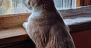 Punkin is registered to the contest to win money with this photo: cat, windowsill, window, indoor, animal, pet, feline, looking_out, wood, fur, side_view, nature, trees, hills, reflection, calm, cozy, daylight, quiet, contemplative